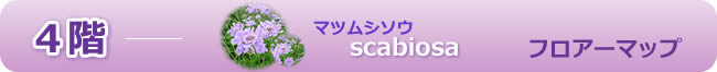 フロアーマップ４階　マツムシソウ
